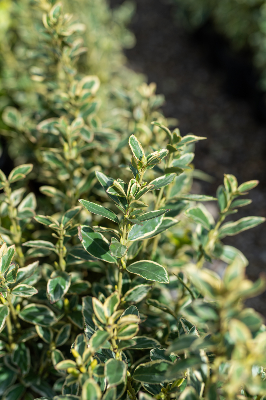 Euonymus (Euonymus japonicus 'Bravo') C5L [2]