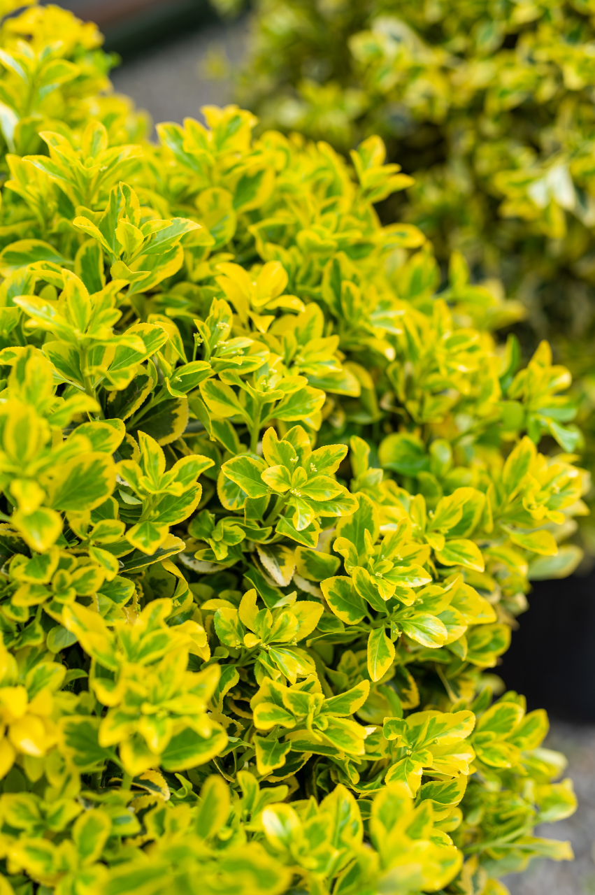Euonymus (Euonymus japonicus 'Elegantissima Aurea') C35L [2]