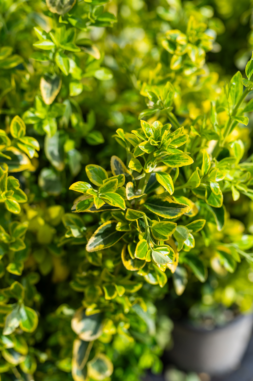 Euonymus (Euonymus japonicus 'Elegantissima Aurea') C9L [2]