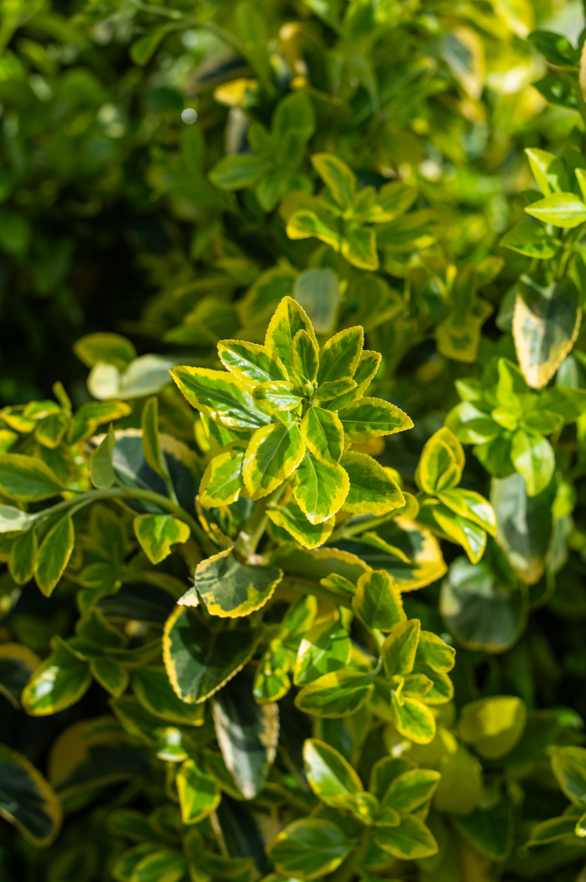 Euonymus (Euonymus japonicus 'Elegantissima Aurea') C9L [3]
