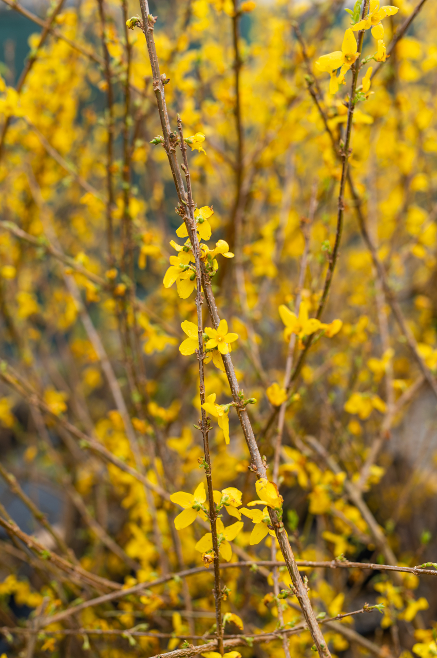Forsythia (Forsythia) C15L [3]