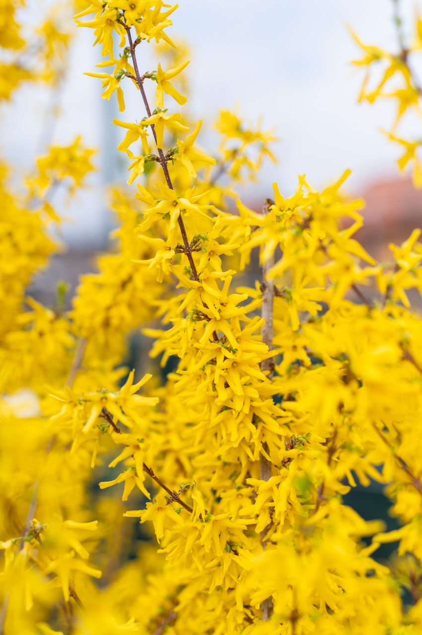 Forsythia (Forsythia × intermedia 'Lynwood') 125-150 cm [3]