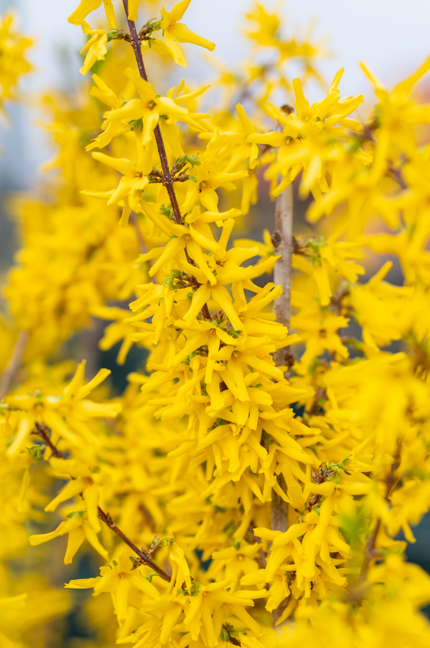 Forsythia (Forsythia × intermedia 'Lynwood') 125-150 cm [4]