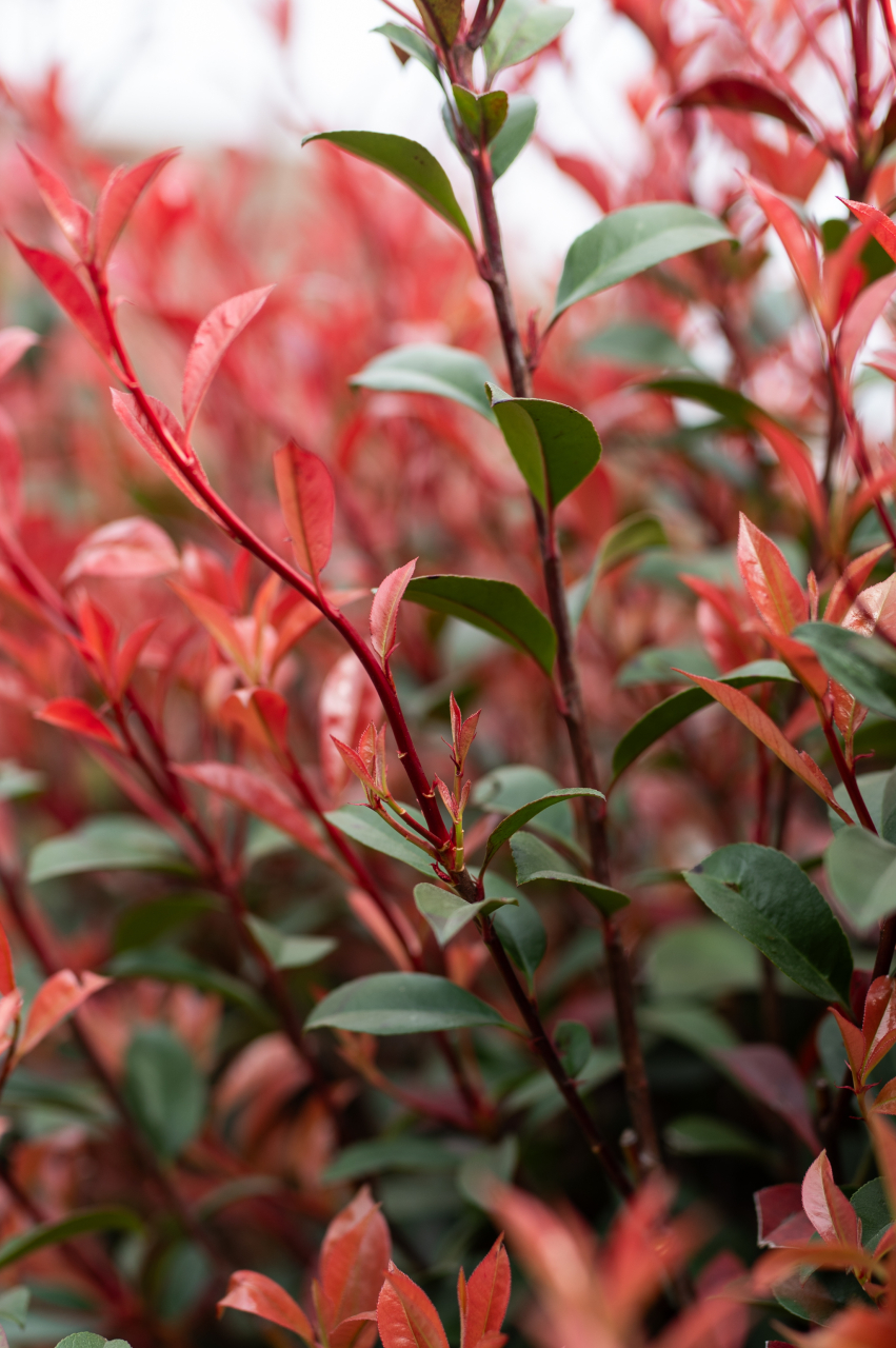 Fotinia (Photinia fraseri 'Carre Rouge') C25L T1/2 Fusto [2]