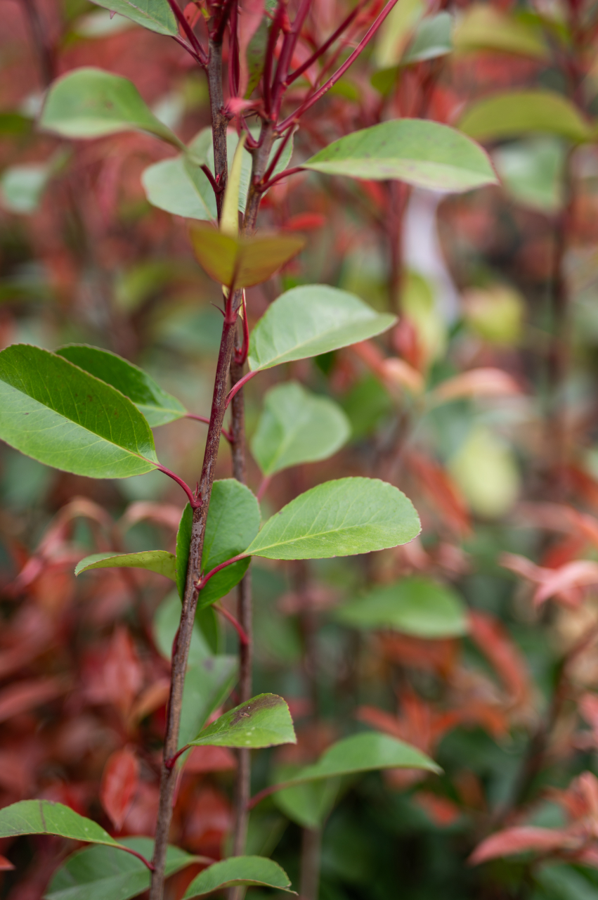 Fotinia (Photinia serrulata 'Red Robin') C15L 120+ cm [3]