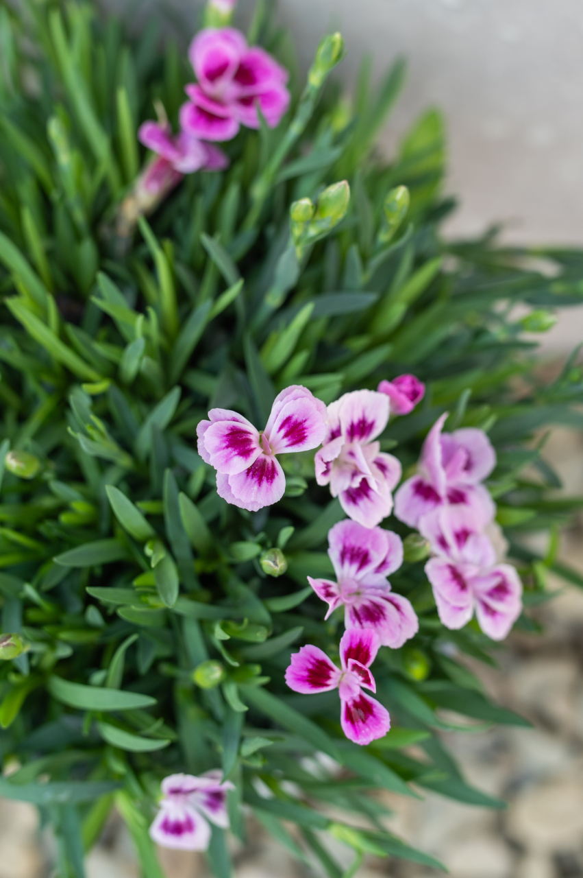 Garofiță (Dianthus) K1,5 [2]