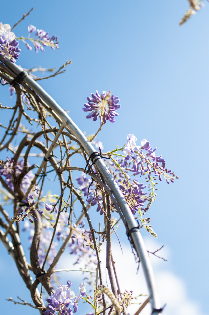 Glicină (Wisteria sinensis) Arco [2]