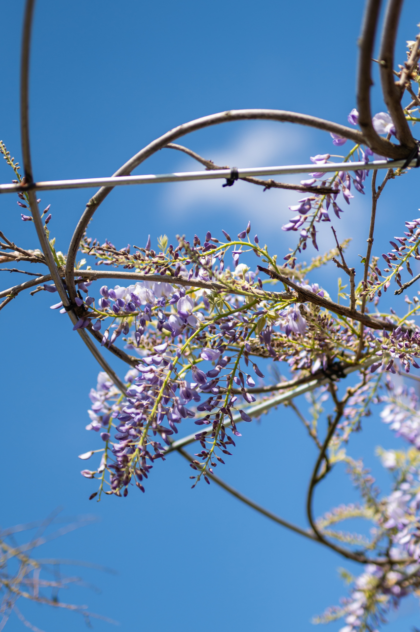 Glicină (Wisteria sinensis) Ombrello [2]