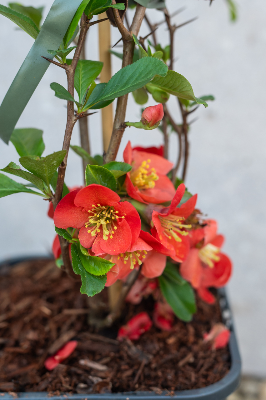 Gutui japonez (Chaenomeles japonica) K2 30-40 cm [2]