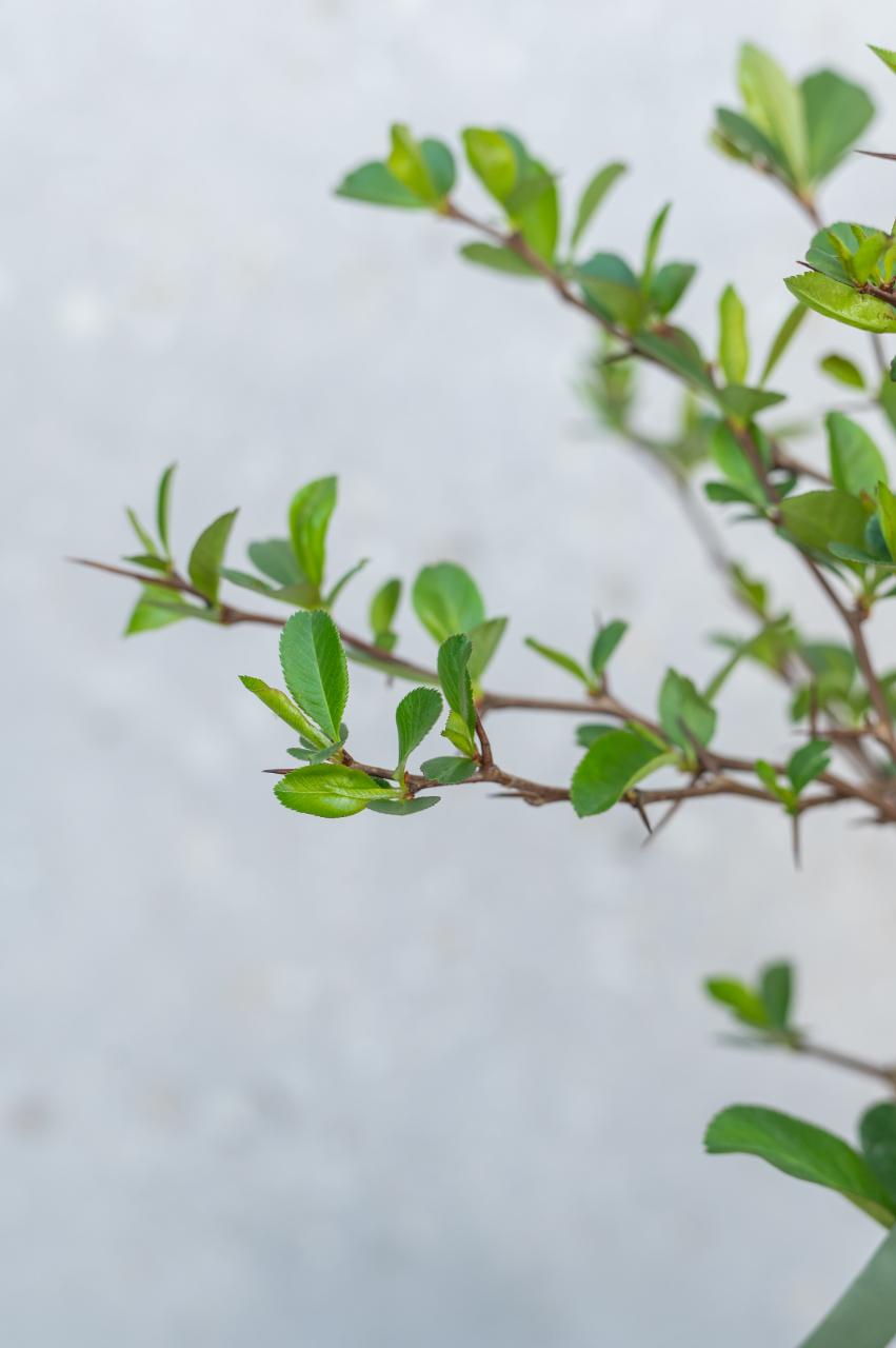 Gutui japonez (Chaenomeles japonica) K2 30-40 cm [3]