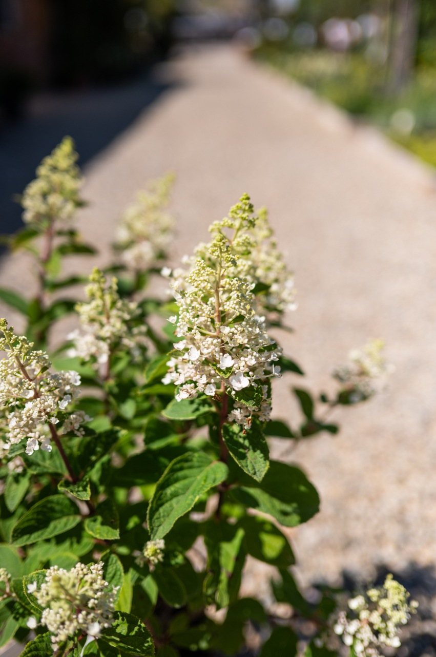 Hortensie paniculată (Hydrangea paniculata 'Baby Lace') K3,5 [2]