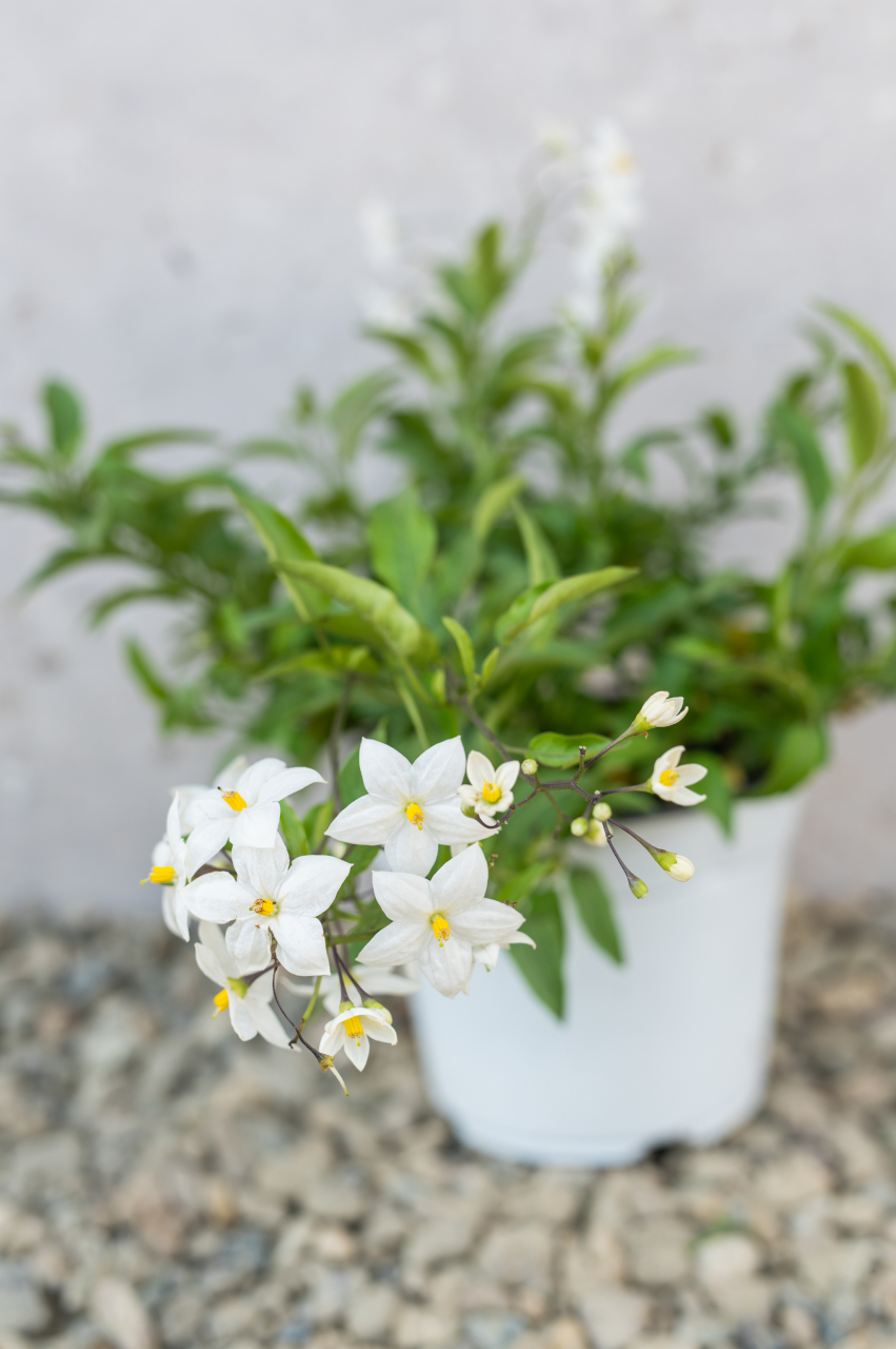 Iasomie falsă (Solanum jasminoides) K1,5 [2]