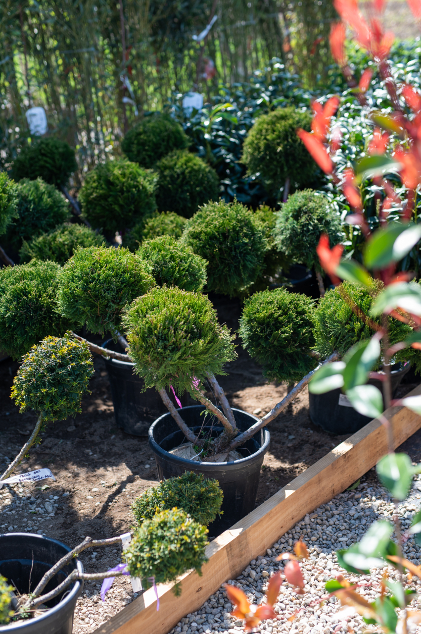 Ienupăr (Juniperus × media 'Mint Julep') 80-100 cm Bonsai [2]