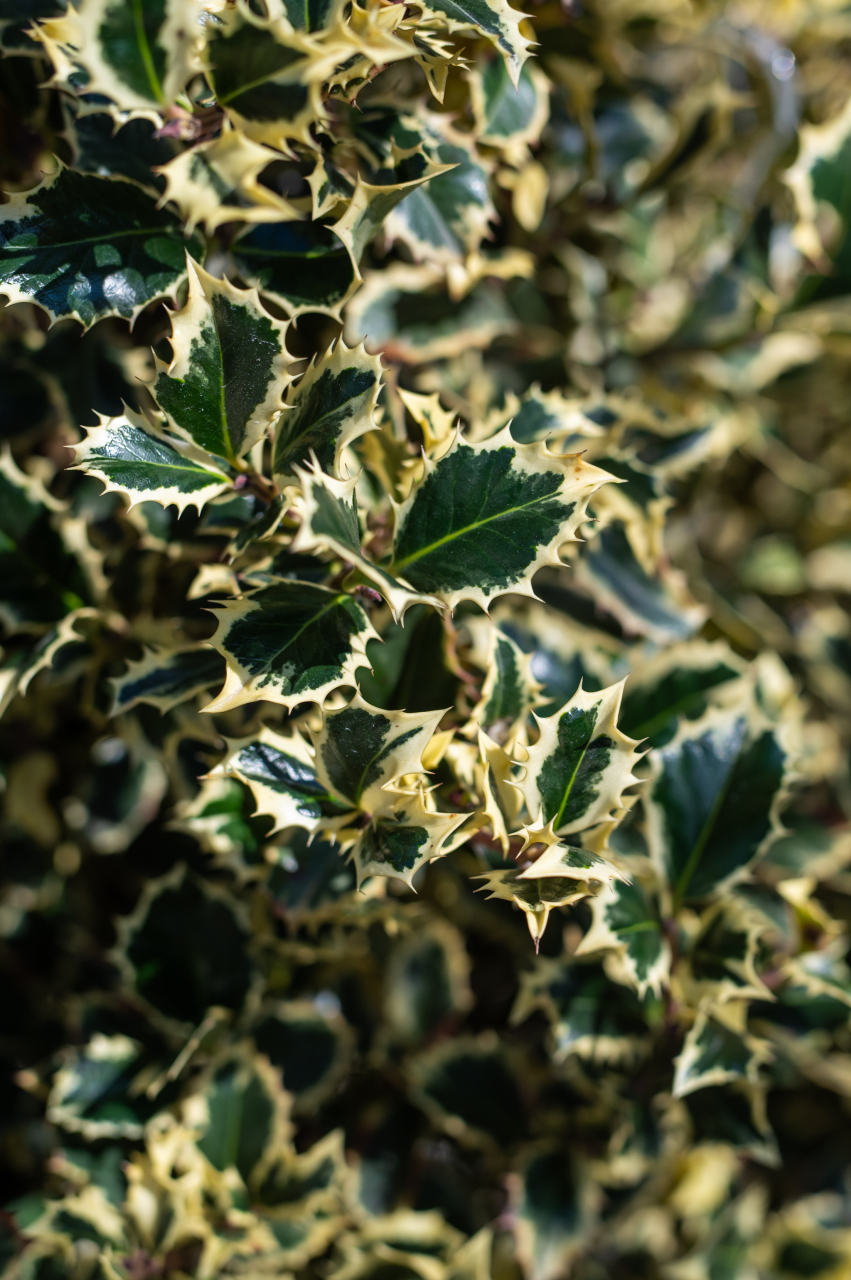 Ilex (Ilex aquifolium 'Variegata Aurea') 80-100 cm Pyramide [3]
