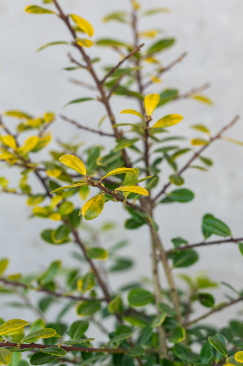 Ilex (Ilex crenata 'Golden Gem') K2 20-25 cm [2]