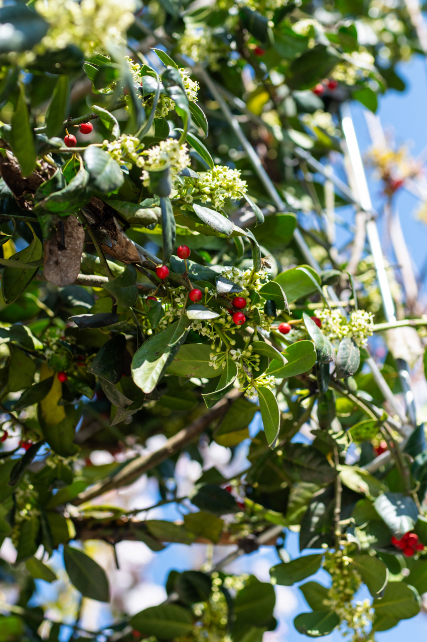 Ilex (Ilex 'Nellie Stevens') Cubo [4]
