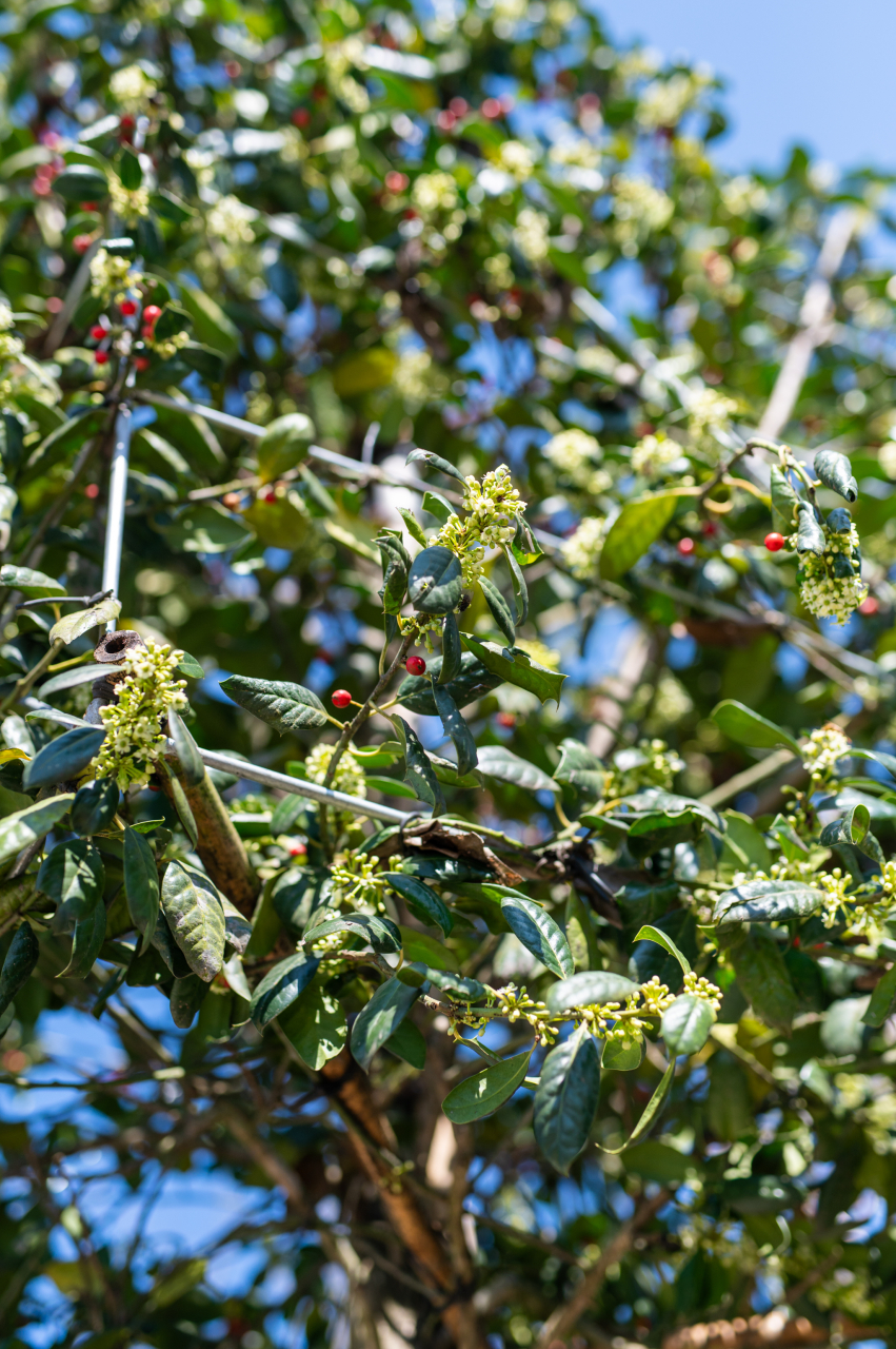 Ilex (Ilex 'Nellie Stevens') Cubo [3]