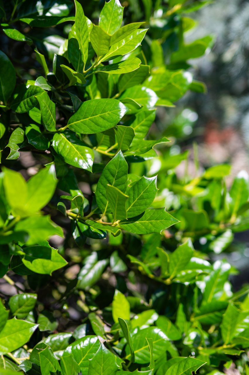 Ilex (Ilex 'Nellie Stevens') Pyramide [2]
