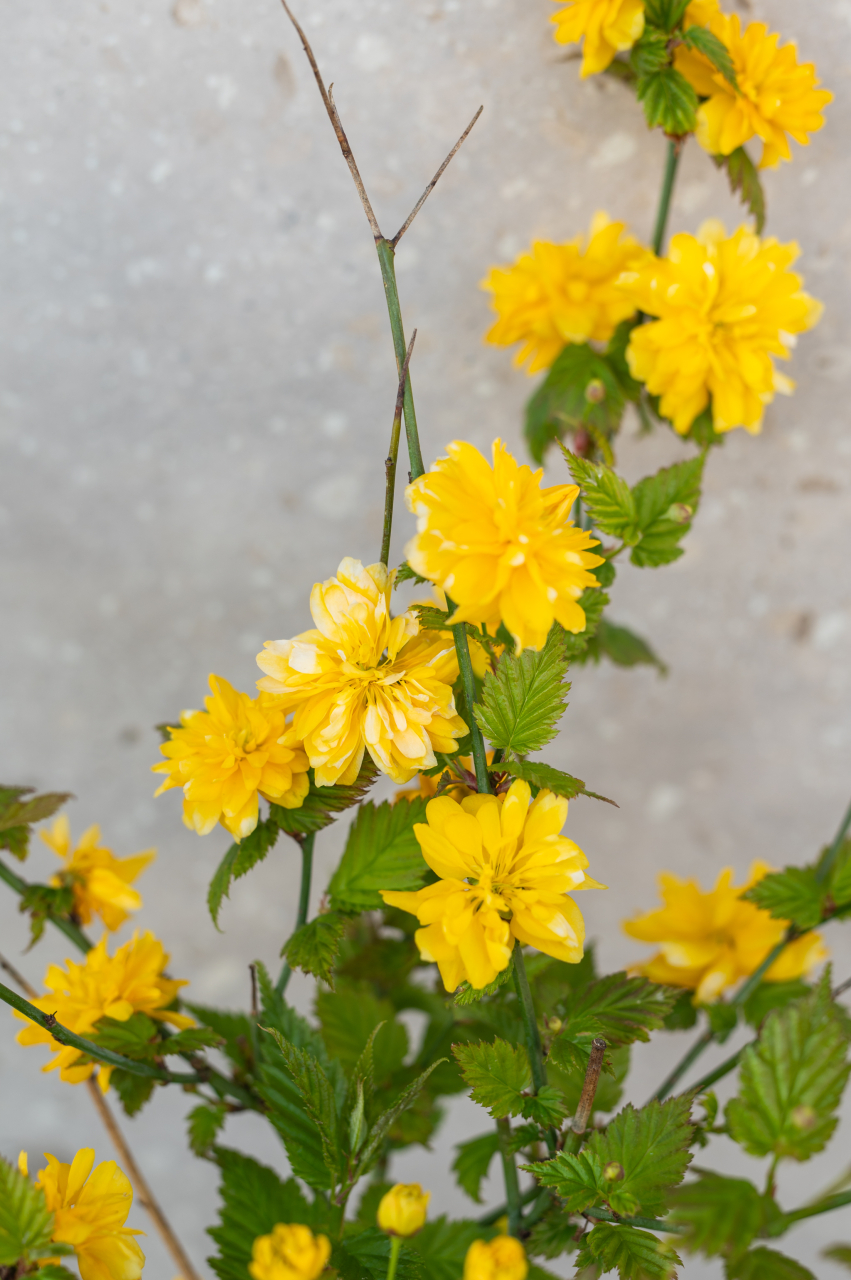 Kerria japoneză (Kerria japonica 'Pleniflora') CS19 30-40 cm [2]