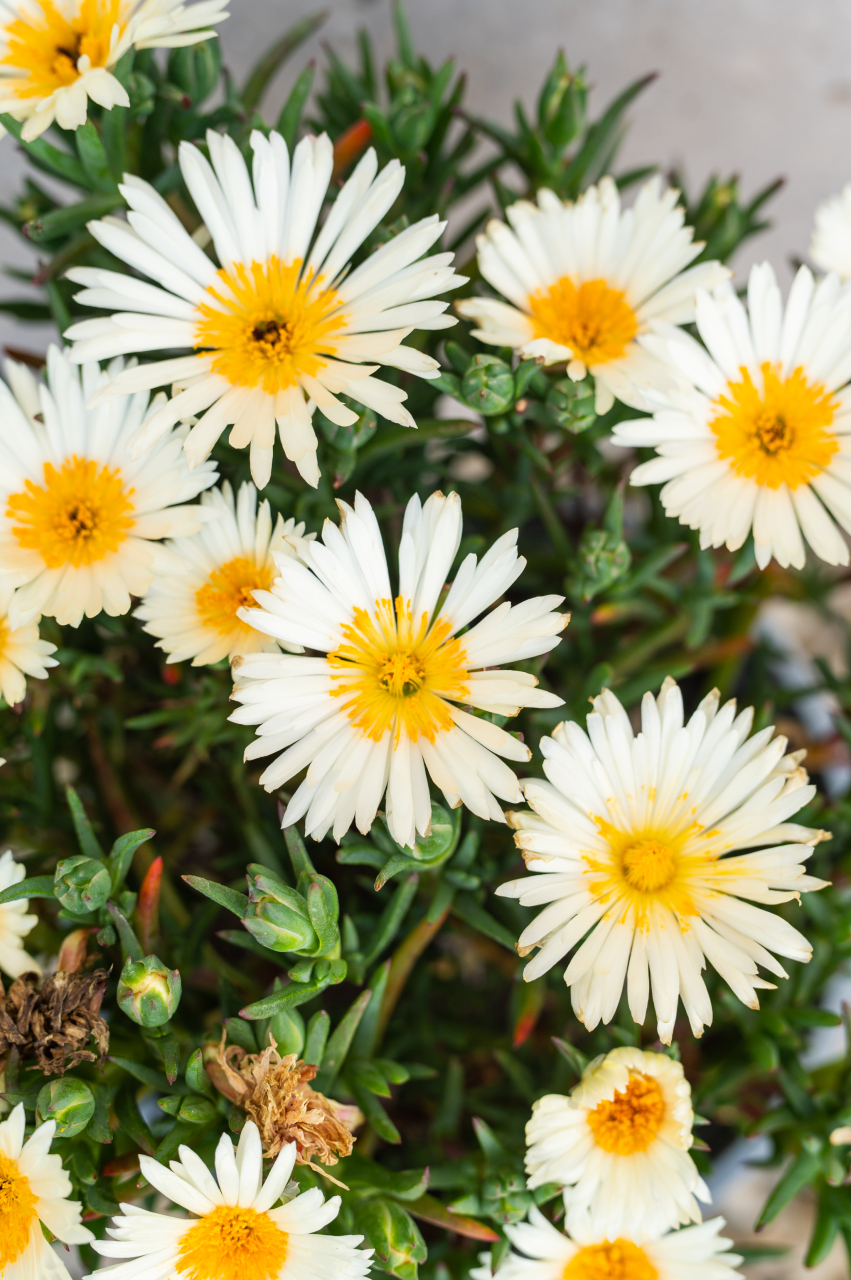 Lampranthus (Mesembryanthemum Lampranthus) K3 [2]