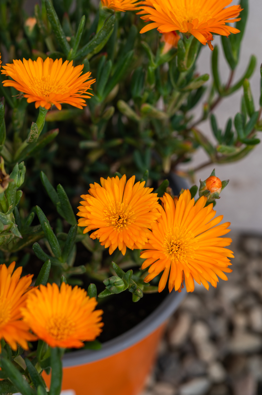 Lampranthus (Mesembryanthemum Lampranthus) K3 [4]