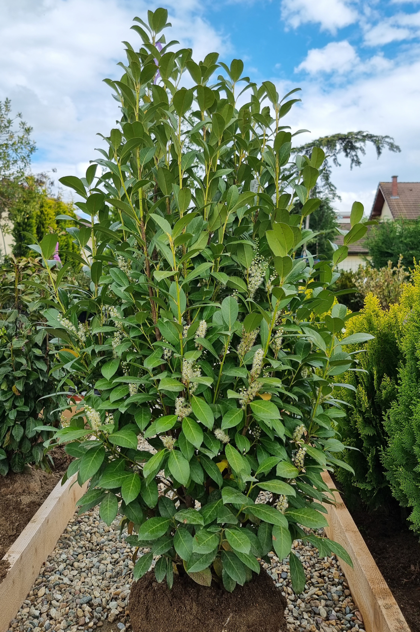 Laur-cireș (Prunus laurocerasus 'Obelisk') 125-150 cm [2]