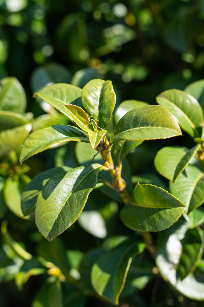 Laur englezesc (Prunus laurocerasus) 80+ cm [2]