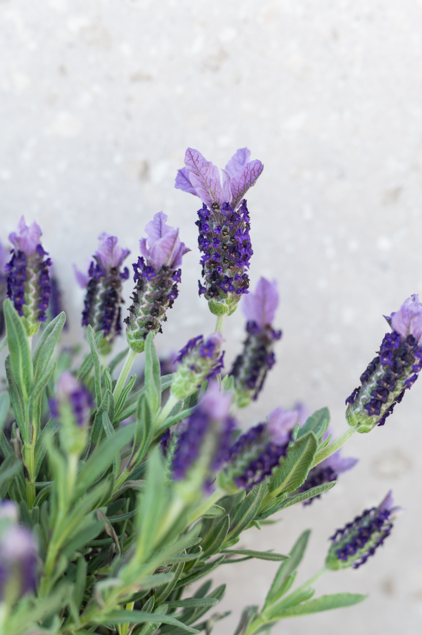 Lavandă franțuzească (Lavandula stoechas) K1,5 [2]