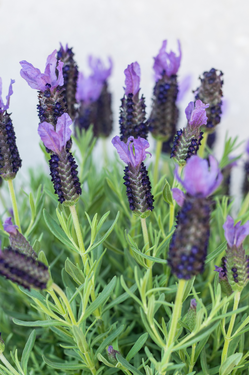 Lavandă franțuzească (Lavandula stoechas) K3 [3]