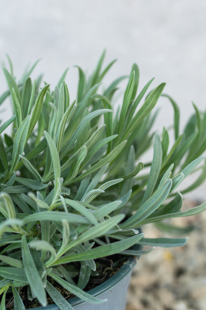 Lavandă (Lavandula angustifolia) C3L [2]
