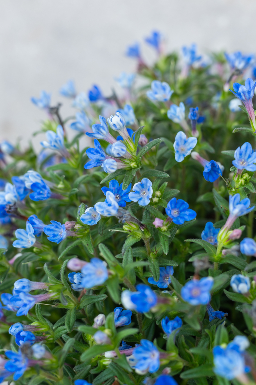 Lithodora (Lithodora diffusa 'Heavenly Blue') K3 [3]