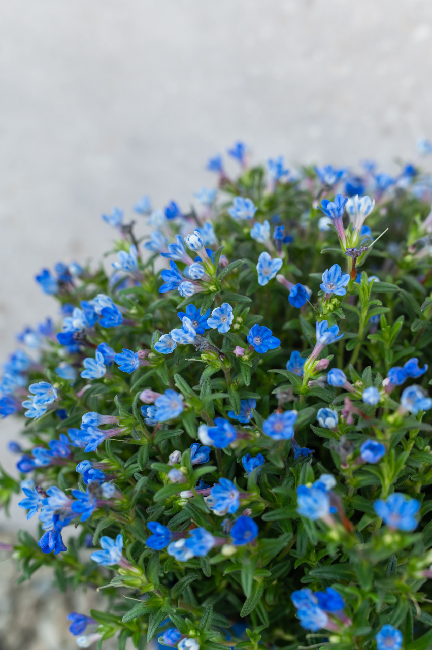 Lithodora (Lithodora diffusa 'Heavenly Blue') K3 [2]