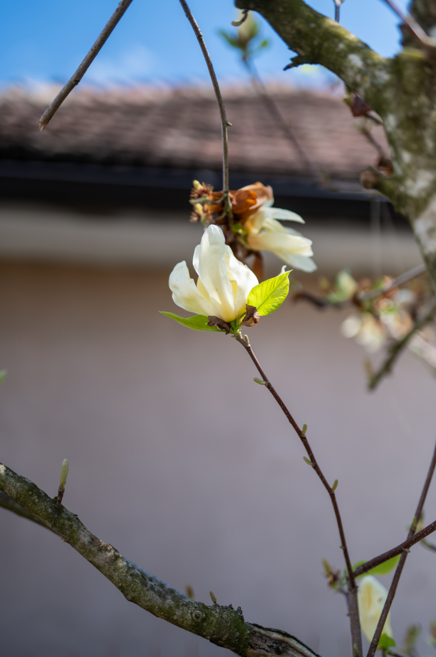 Magnolie (Magnolia alba) [2]