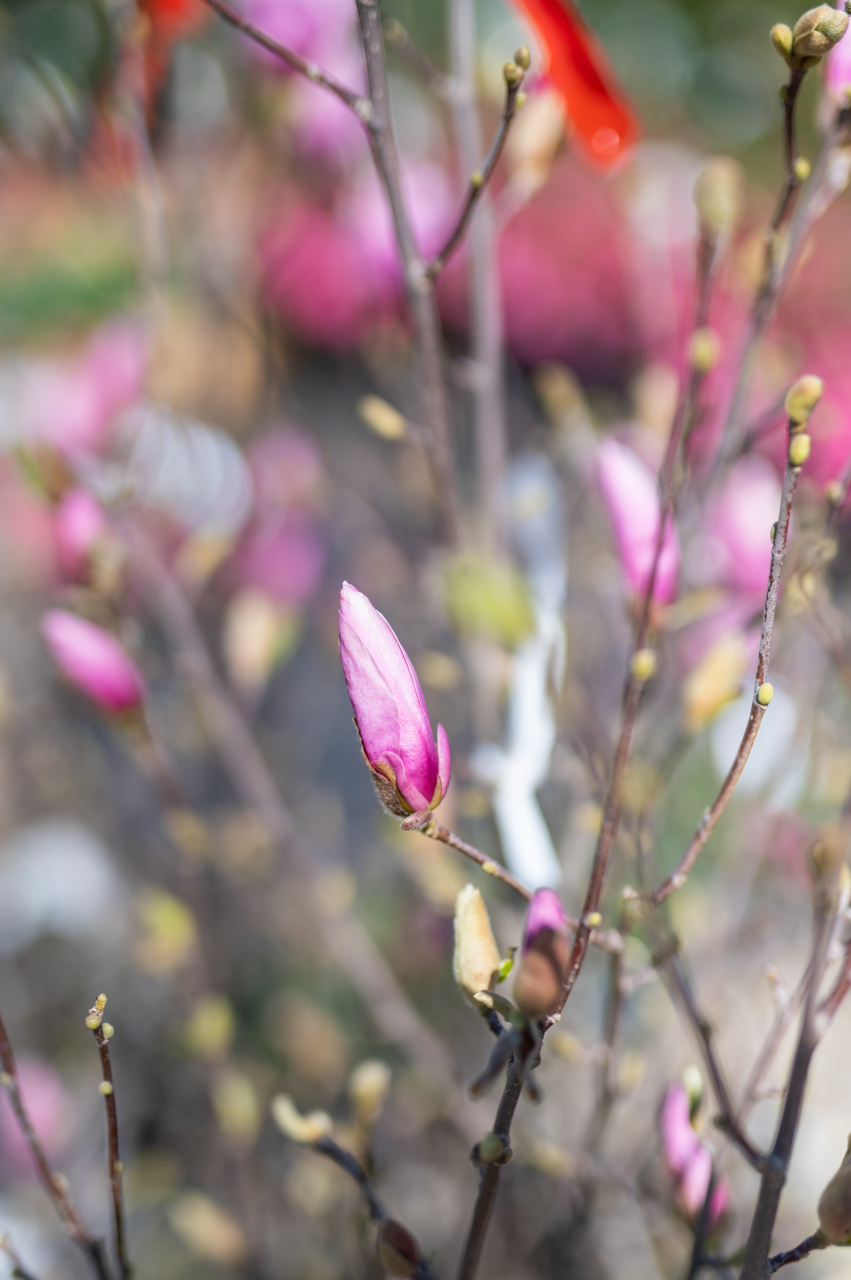 Magnolie (Magnolia 'George Henry Kern') 80-100 cm [2]
