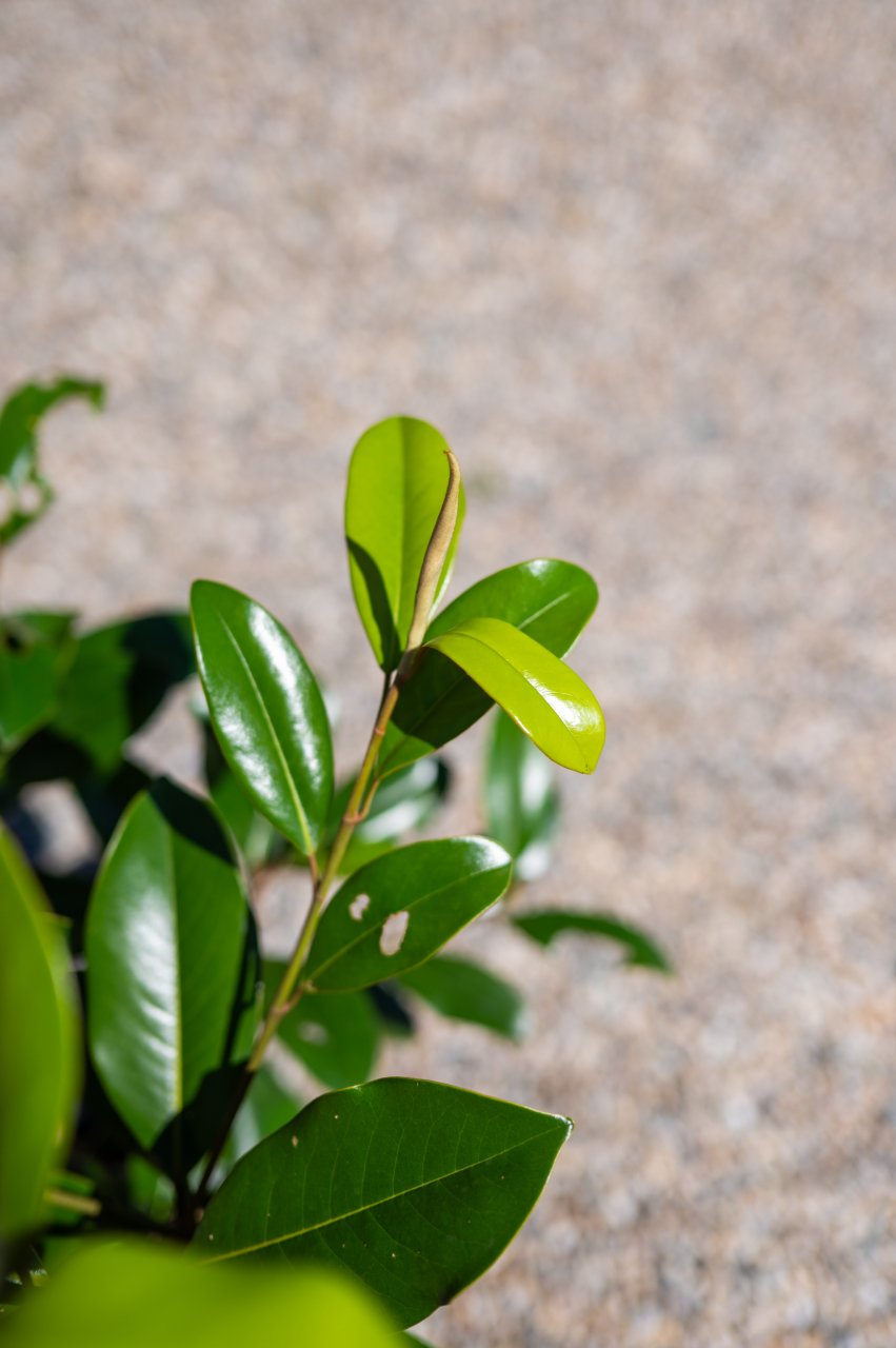 Magnolie (Magnolia grandiflora 'Gallissoniensis') C10L [2]