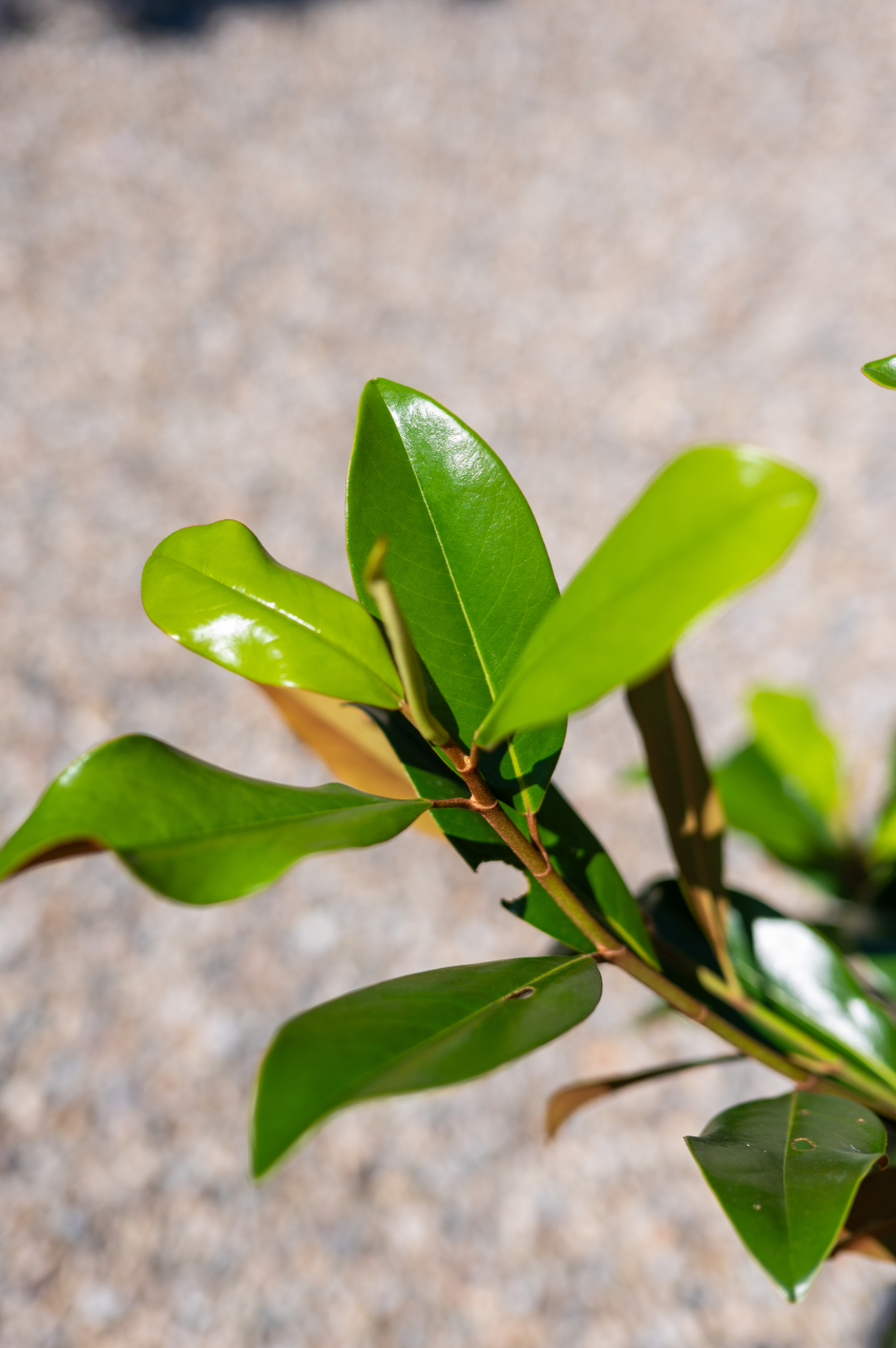 Magnolie (Magnolia grandiflora 'Gallissoniensis') C10L [3]