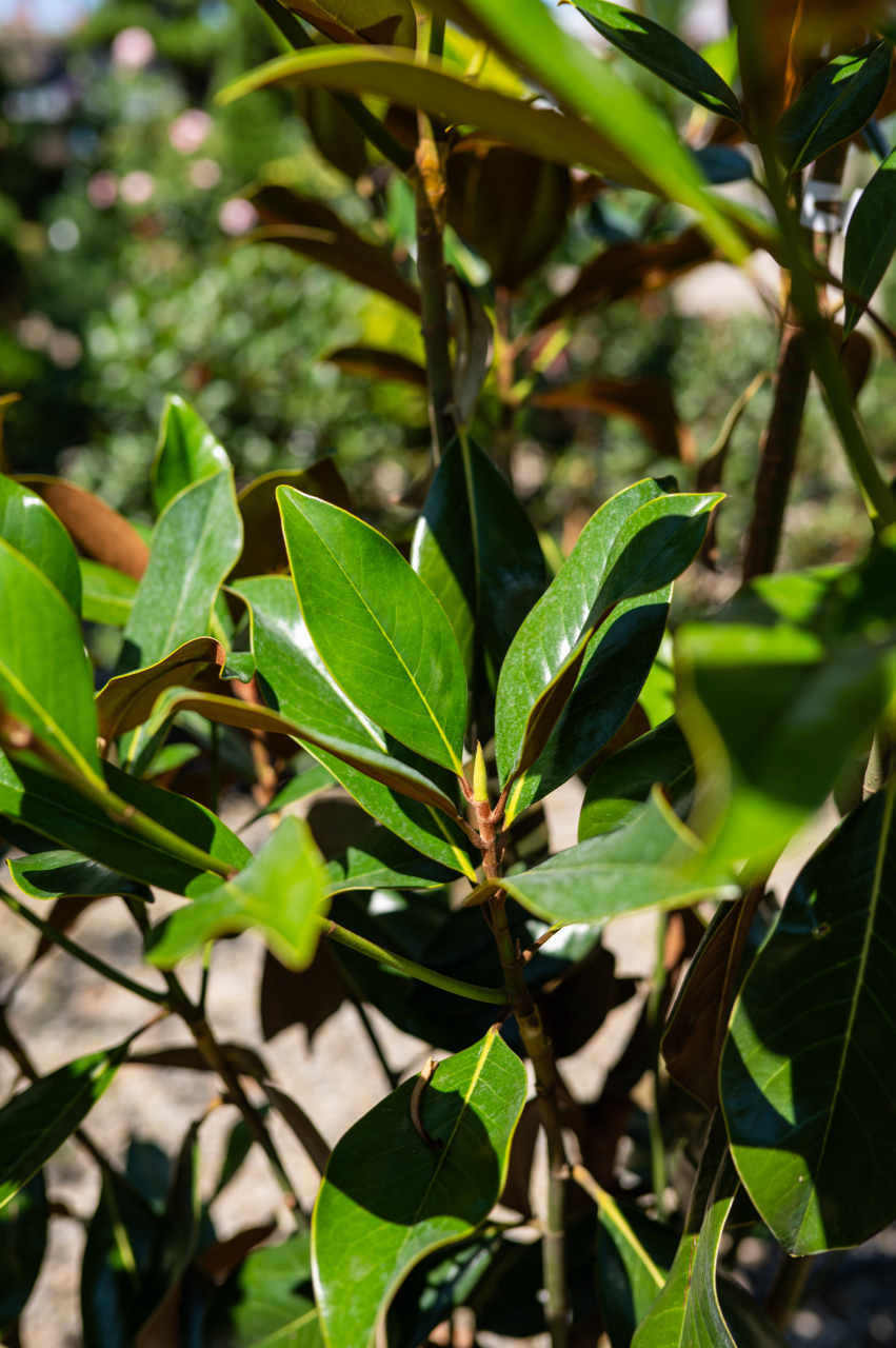 Magnolie (Magnolia grandiflora 'Gallissoniensis') C45L 125-150 cm [3]