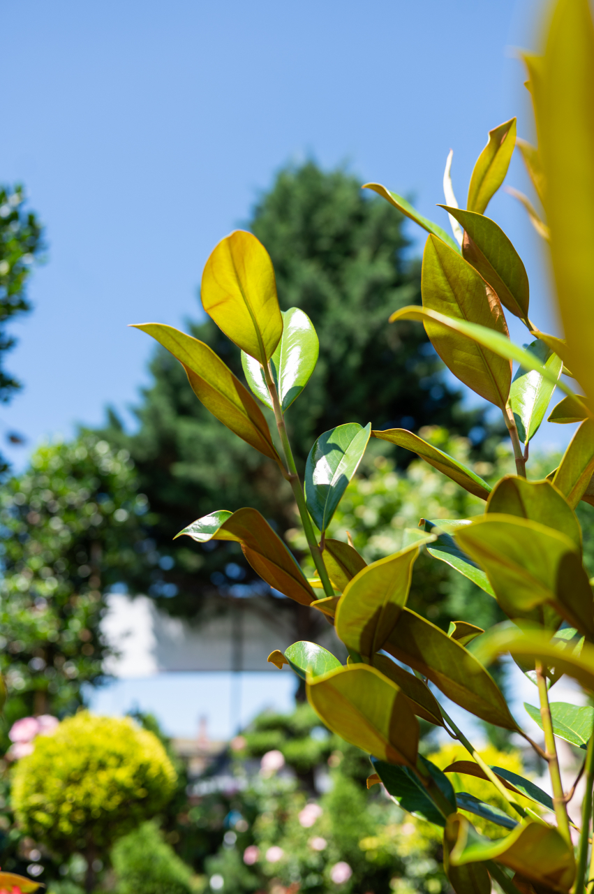 Magnolie (Magnolia grandiflora 'Gallissoniensis') C45L 125-150 cm [4]