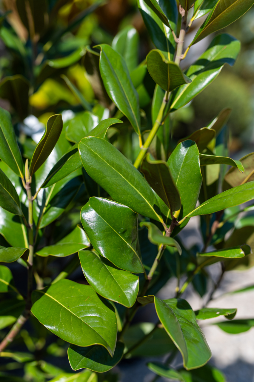 Magnolie veșnic verde (Magnolia grandiflora 'Bracken's Brown Beauty') C65L 140-160 cm [2]