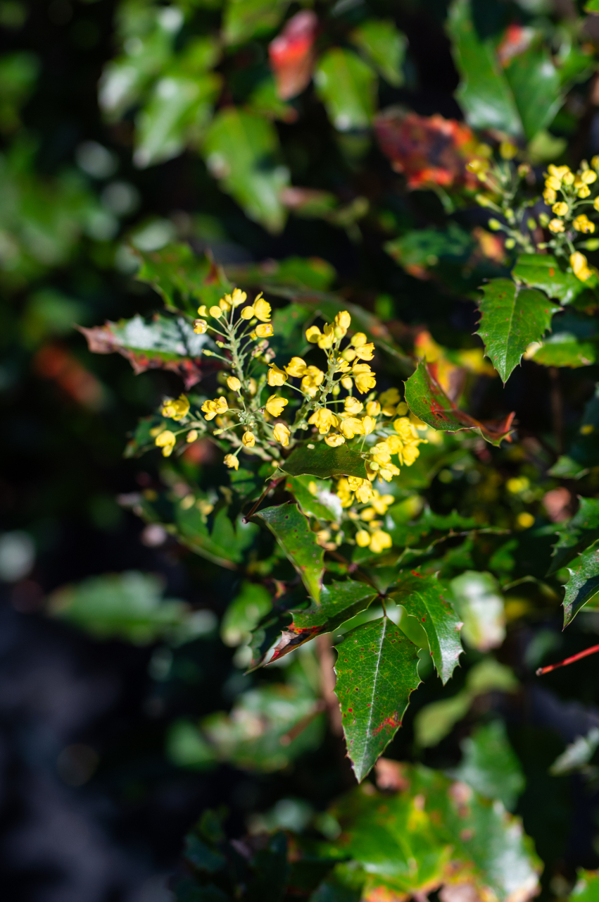 Mahonie (Mahonia aquifolium) C20L [2]