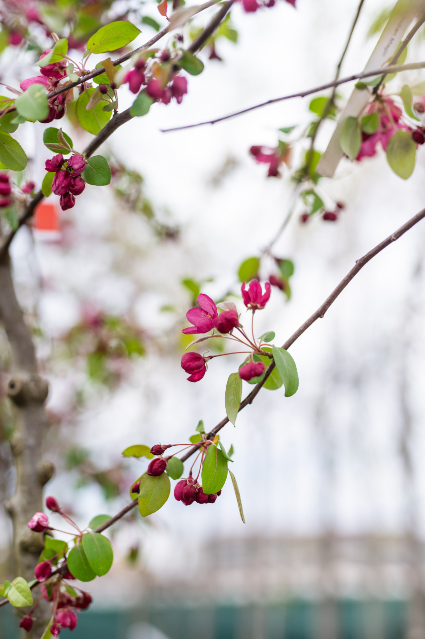 Măr ornamental (Malus 'Indian Magic') 08-10 cm [2]