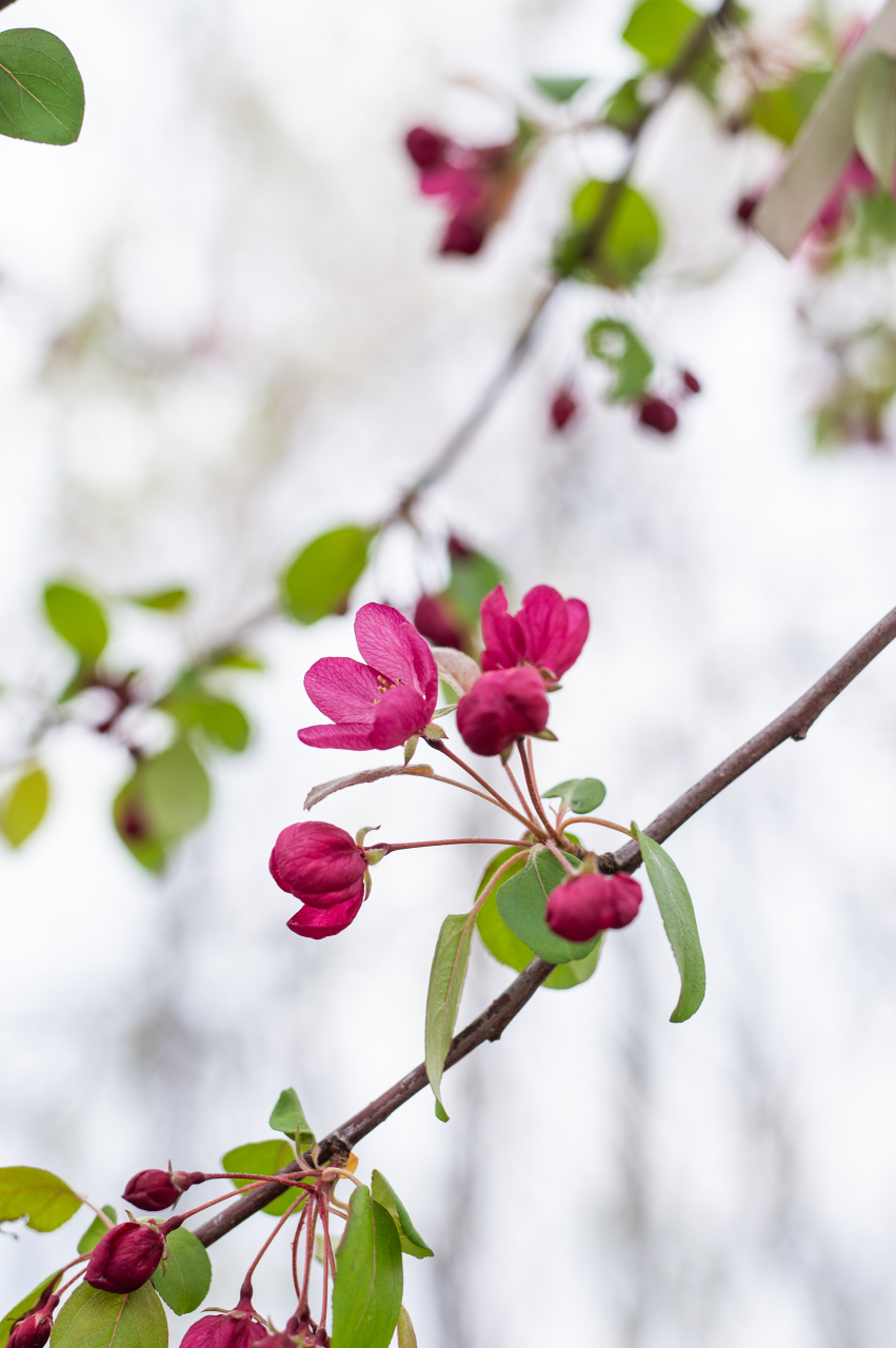 Măr ornamental (Malus 'Indian Magic') 08-10 cm [3]