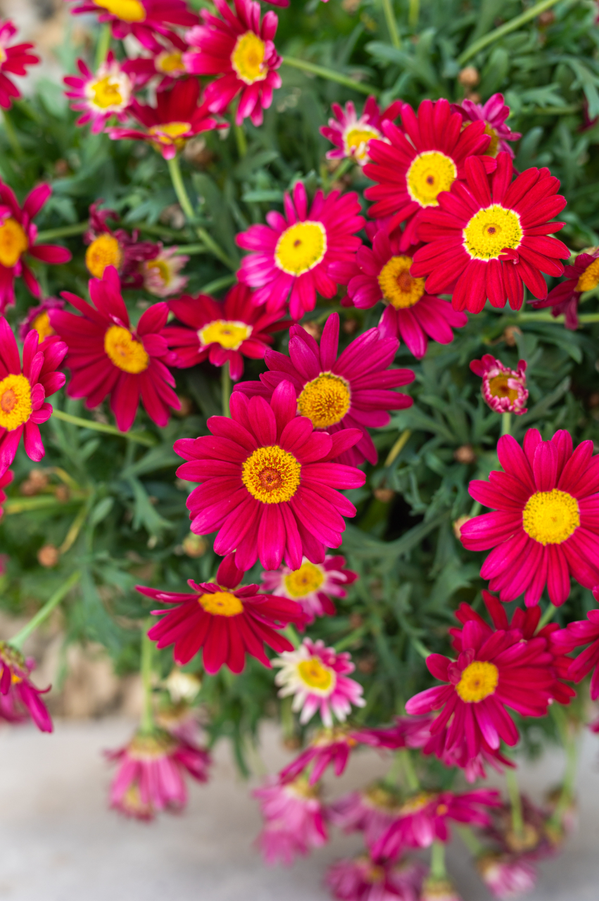 Margaretă (Argyranthemum frutescens) K1,5 Tufă [2]