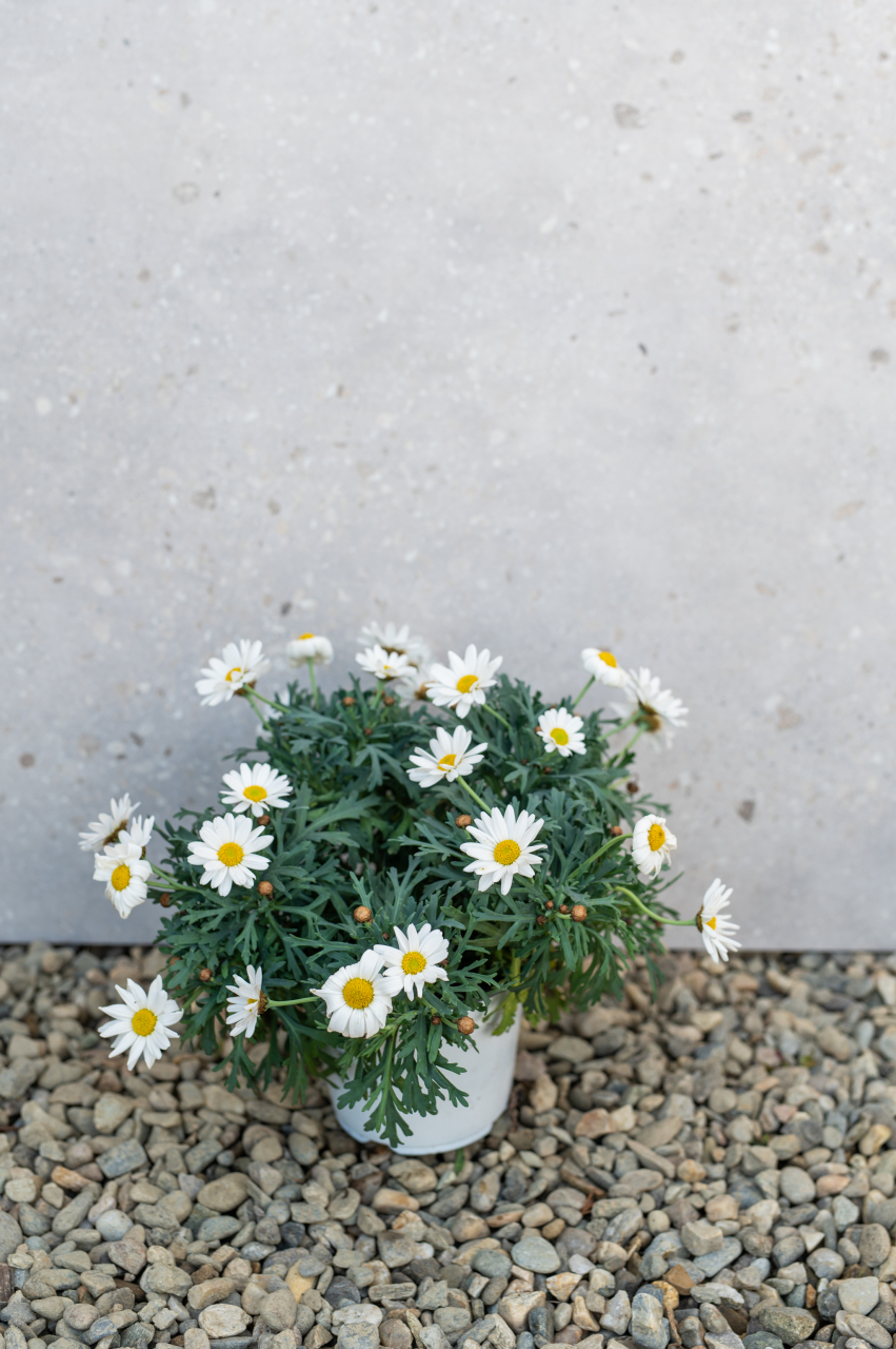 Margaretă (Argyranthemum frutescens) K1,5 Tufă [3]