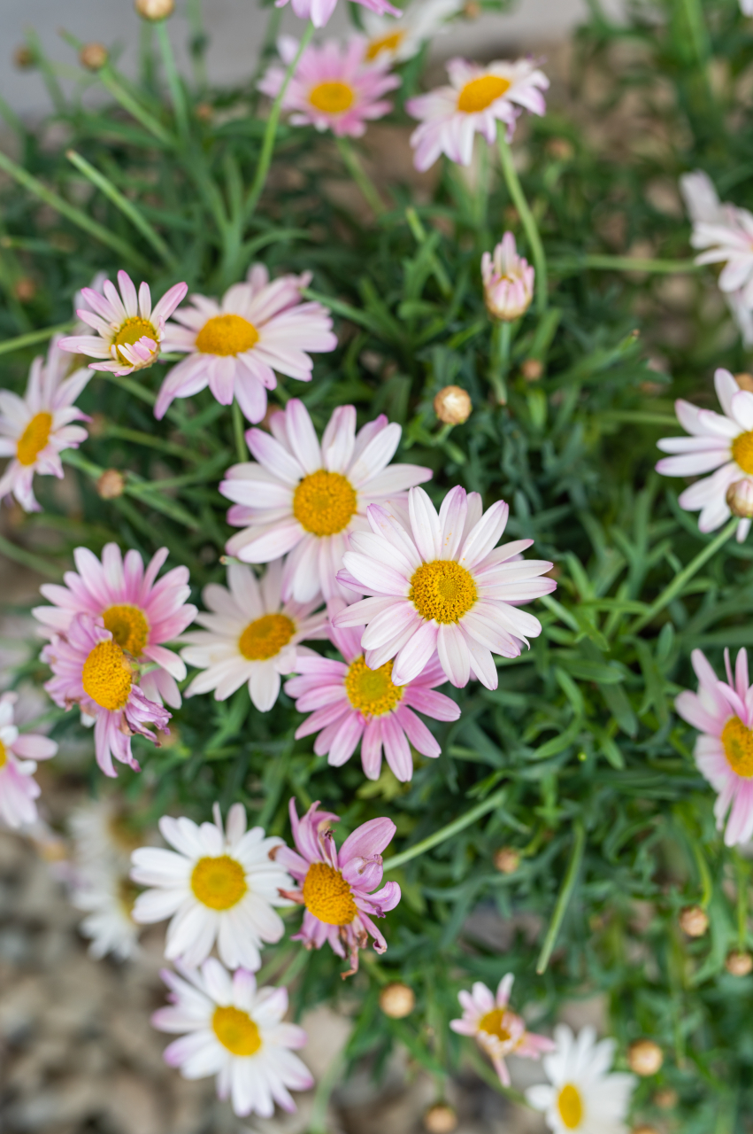 Margaretă (Argyranthemum frutescens) K1,5 Tufă [6]