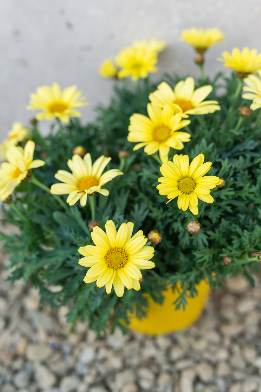 Margaretă (Argyranthemum frutescens) K3 Fusto [2]
