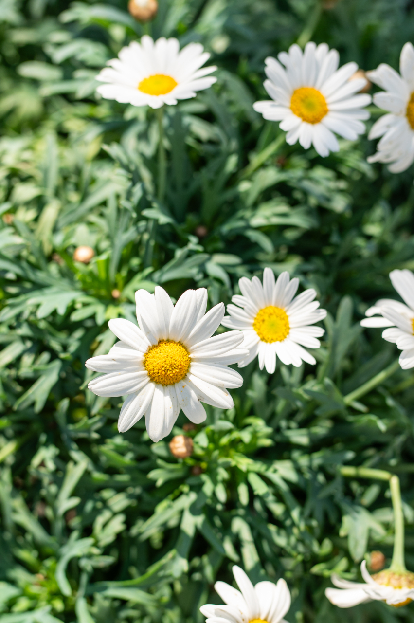 Margaretă multicoloră (Argyranthemum frutescens) K3 T1/4 Fusto [4]