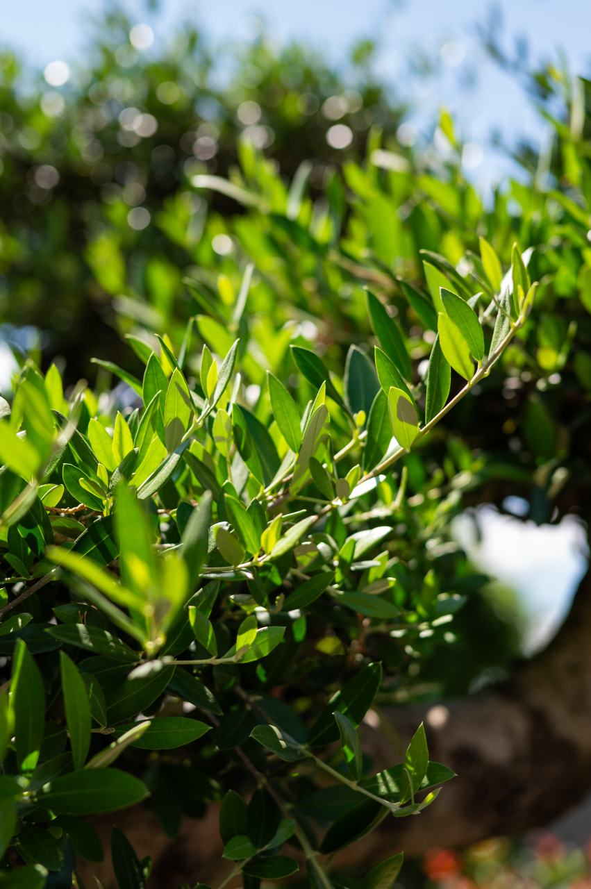 Măslin (Olea europaea) C375L Bonsai [2]