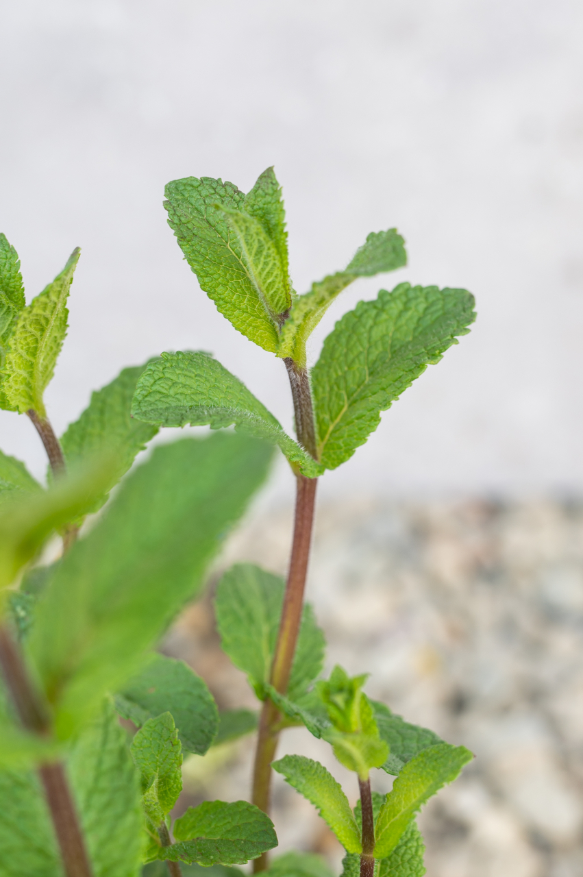 Mentă (Mentha) K1,5 [3]