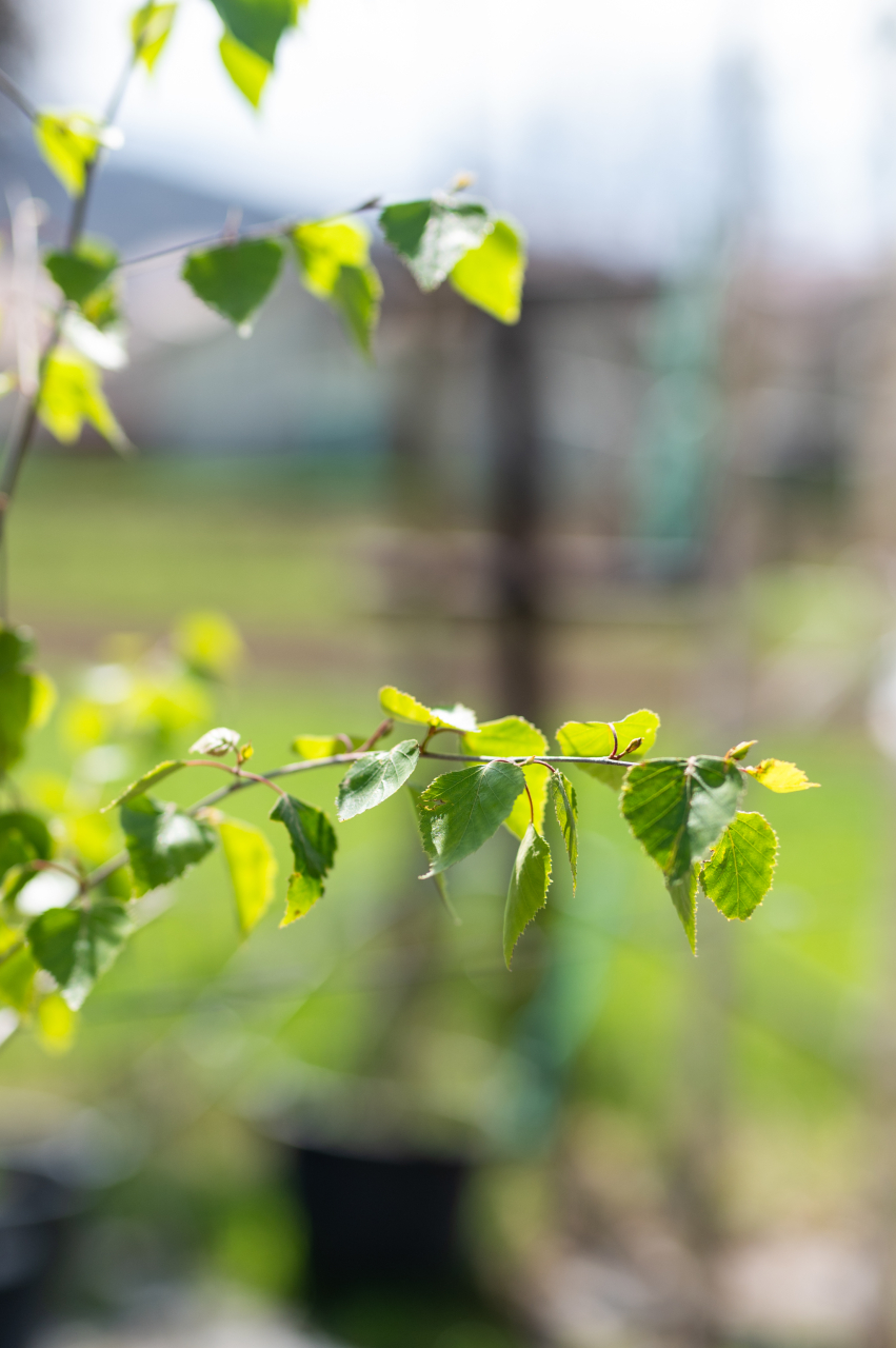 Mesteacăn alb (Betula alba) C70L Trio [3]